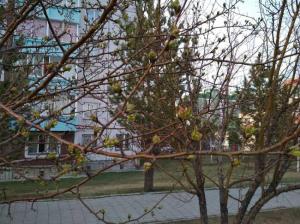 Фотография Ботанический 1